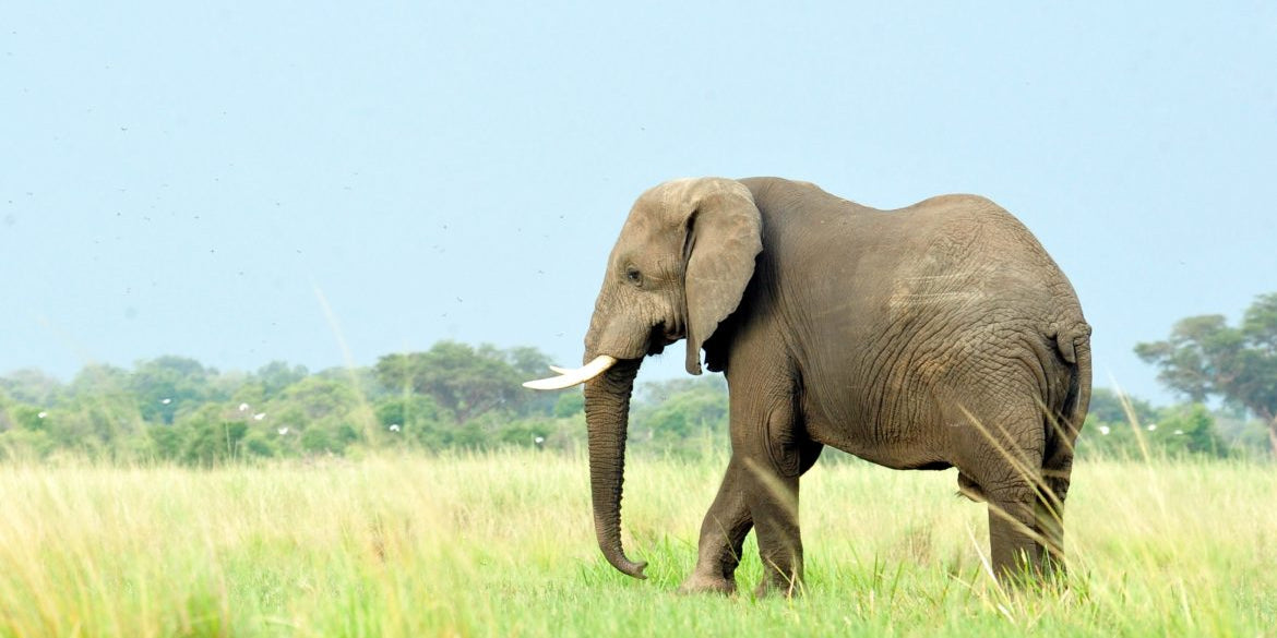 Make Yourself Heard: 10 Days for Elephants with WCS
