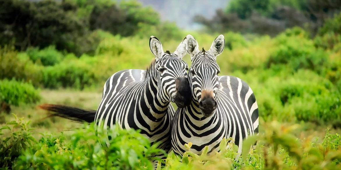 Giving Back: Spotlight on Wildlife Conservation Society