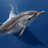 Mission Blue Charity